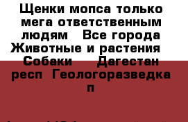 Щенки мопса только мега-ответственным людям - Все города Животные и растения » Собаки   . Дагестан респ.,Геологоразведка п.